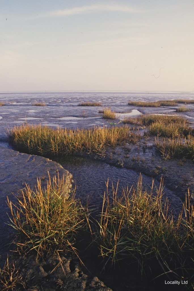 The Wash National Nature Reserve (Norfolk)